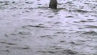 MOV17A