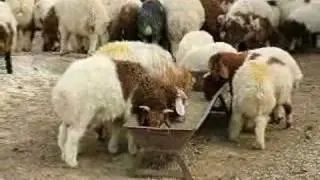 Qudorat Program I - Agricultural Projects