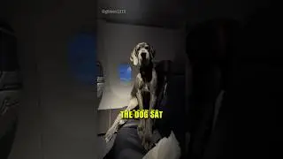 The Biggest Dog In The World Flies In A Plane