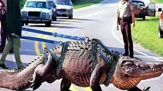 10 Most unusual pets people actually own