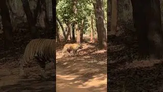 Big Tiger looking to enter the Village #bandhavgarh #tiger #tigersafari #wildlife #wildlifevlog