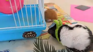 Hamsters Daily Czecko New Toy - Adorable Hamster Daily Activity