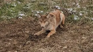 Pa Trapping 2020 S.2 E.10 Coyote #2