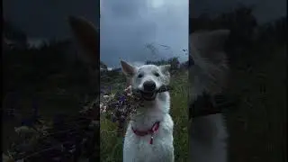 A dog is smiling with a bouquet of flowers in its mouth