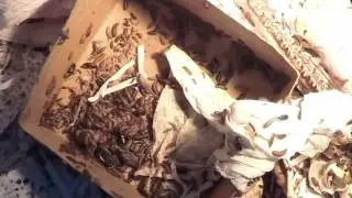 Chameleon Time Lapse By Dermestid Beetles