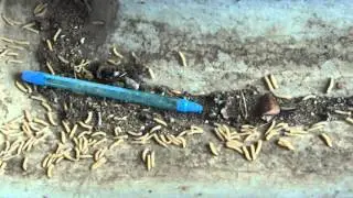 Maggots around Organic Waste Compost Bed at the time of Composting