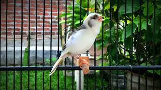 Canary 's Most Powerful Song for Training‼️Belgian Canary Singing🐦