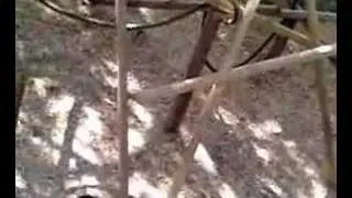 Laughing Lemurs