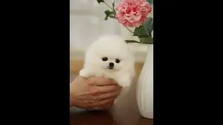 WOW Bear the teacup Pomeranian is out of this world! Look how fluffy - He looks like a bear cub!
