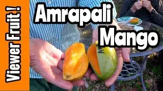 Viewer Fruit! 'Amrapali' Mango Tasting
