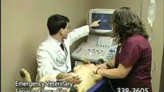 Bright Eyes & Bushy Tails 24 hour veterinary hospital TV commercial. Clinic Eastern Iowa