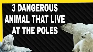 3 Dangerous Animals That Live At The Poles