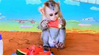 Yummy bobo likely eating watermelon so much delicious, Happy baby monkey bobo.