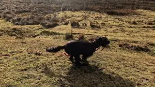 Day 1 of E-collar training for Enzo