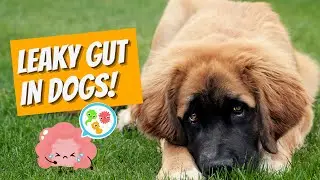 Leaky Gut In Dogs: Symptoms and Causes