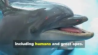 Dolphins Masters of Empathy and Social Skills