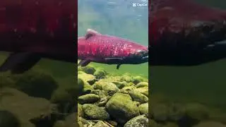 The 5 Pacific Salmon