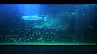아쿠아플라넷 제주 whaleshark(고래상어)