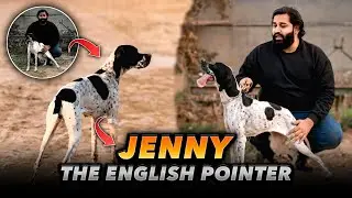 English Pointer| The Bird Dog