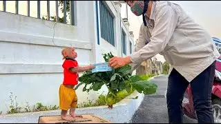 &ldquo;Unbelievable Farmer BiBi! Helping Grandma Harvest Vegetables & Sell Them 🐒🥕💰&rdquo;