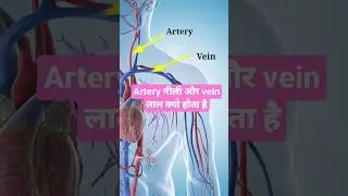 Artery and Vein are same #shorts #veins #artery #medical #mbbs #neet