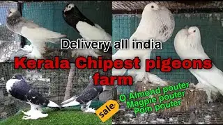 Q Almond pouter and moon mark pouter sale | pomeranian pouter pigeon |pigeon sale |fancy pigeon farm