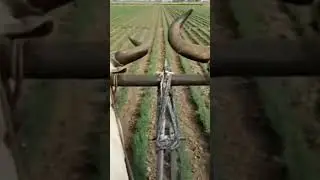 patel #farming #shortsfeed #ox #video