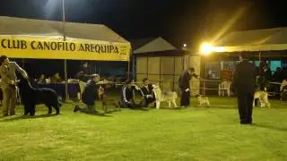 ULTIMATE STAFF J.CH TORO ROJO 3ERO BEST II SHOW JR JUEZ QUINONES (COL)