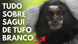 TUDO SOBRE O SAGUI DE TUFO BRANCO - Mico Estrela (Callithrix jacchus)
