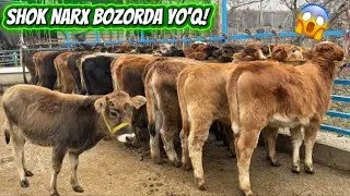💥 ANA SIFAT! YOSH SHVEST HUNOJINLAR VA BUQALAR – 8.500 MINDAN