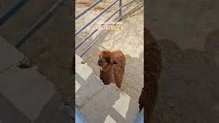 #tashkentzoo #wildlifeencounter #lionbearreels #zoolovers #traveluzbekistan #familytrip #zooanimals