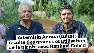Artemisia Annua 2 : Récolte des graines et utilisation de la plante avec Raphaël Colicci