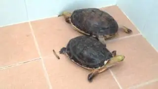 Cuora Mccordi
