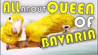 ALL ABOUT MY GOLDEN CONURES - Queen of Bavaria!