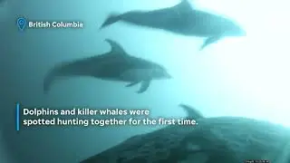 Drone spots dolphins and killer whales working together to hunt