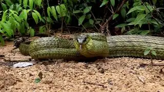 Puffing Snake