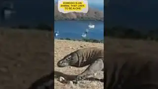 KOMODO LIKES TO BE ALONE#komodo #wildlife #reptiles #animals #komodoisland