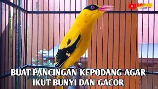 Burung kepodang emas gacor | Suara kepodang gacor ini bisa di jadikan pancingan kepodang malas bunyi