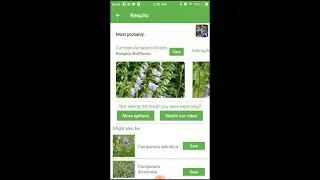 PlantSnap identifies a Rampion Bellflower (Campanula rapunculoides)