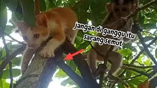 monkey and kitten attacked by ants