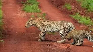 The Big Five Game Animals of Africa - Interesting Facts About Them