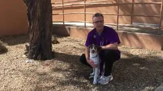 3 Tips For Walking Your Dog in The Summer