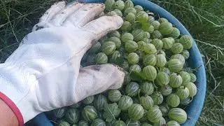 Кружовник - смачно і корисно - як його рвать і що з нього робить