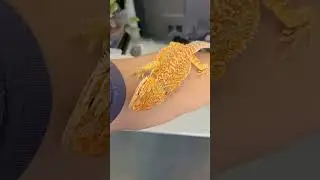 This Bearded Dragons starting to pack the heat!  #reptiles #viral #fyp #lizard #beardeddragon #hot