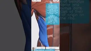 Visual Anatomy 3D - Facts about the External Abdominal Oblique Muscle