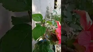 #beauty of flower #sports video #...