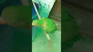 #parrotcomedy #funny #cute #love #cuteparrot #petparrot #trending #comedy #fun