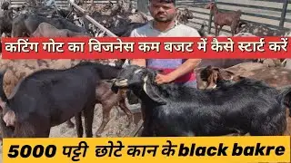 ₹ 5000 /-how to start goat farming Sirohi cutting goat business kam budget mein kaise start karen