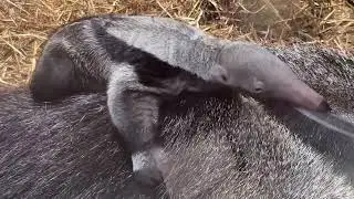 Sörényes hangyász született Nyíregyházán