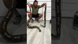 2 GIANT GABOON VIPERS! 🐍(Longest FANGS In The WORLD) #shorts